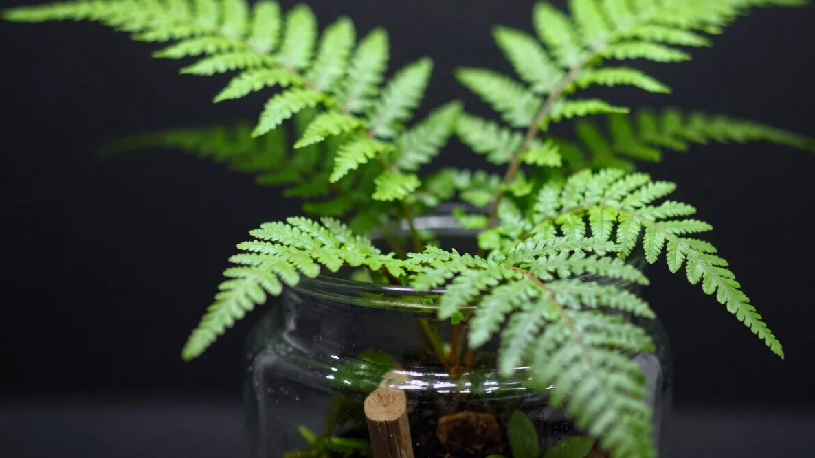Macro editorial photo of an open glass jar terrarium with fine gr
